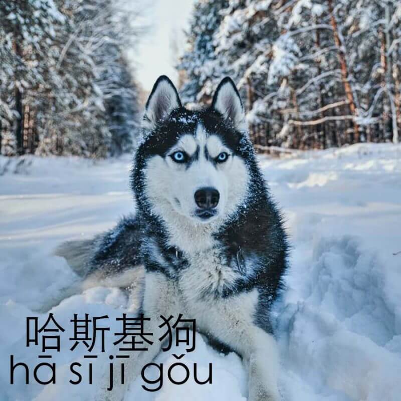 Husky in Mandarin