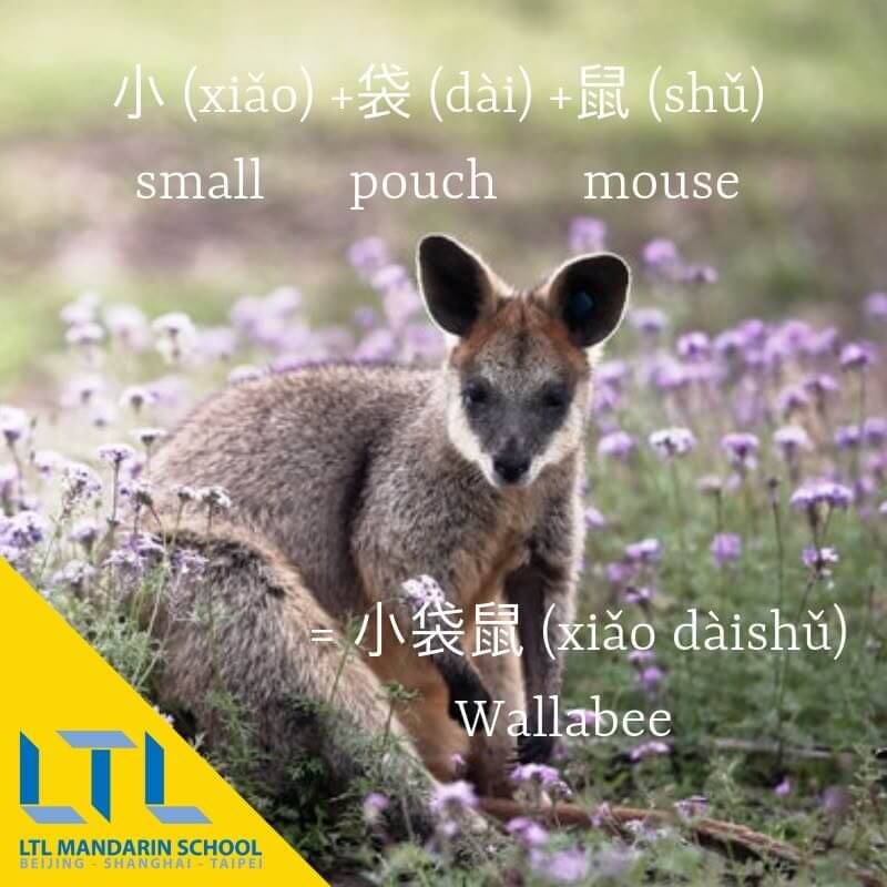 Wallaby in chinese