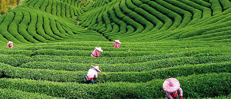 Tomb Sweeping Festival in China